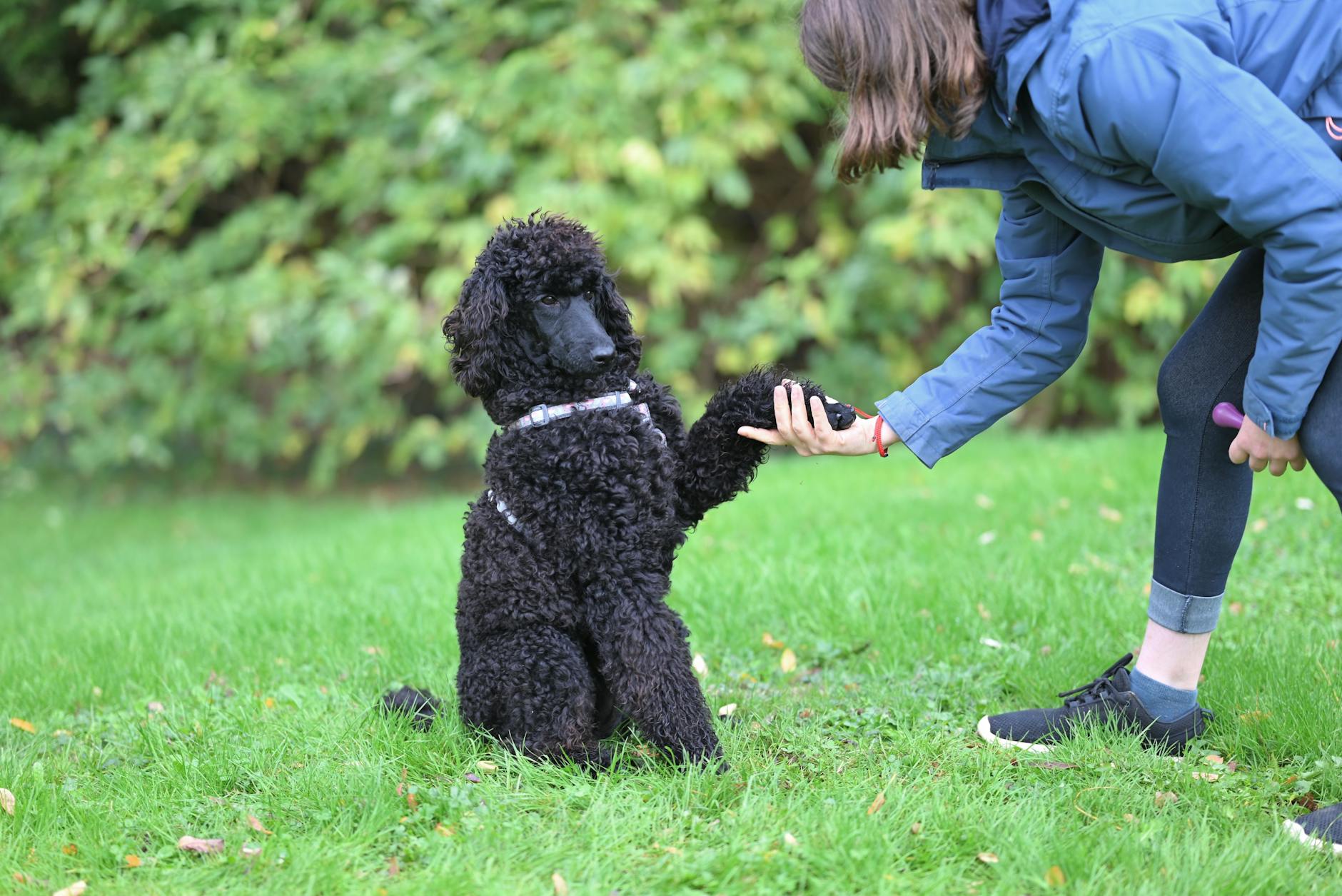 black poodle shaking hands with owner outdoors