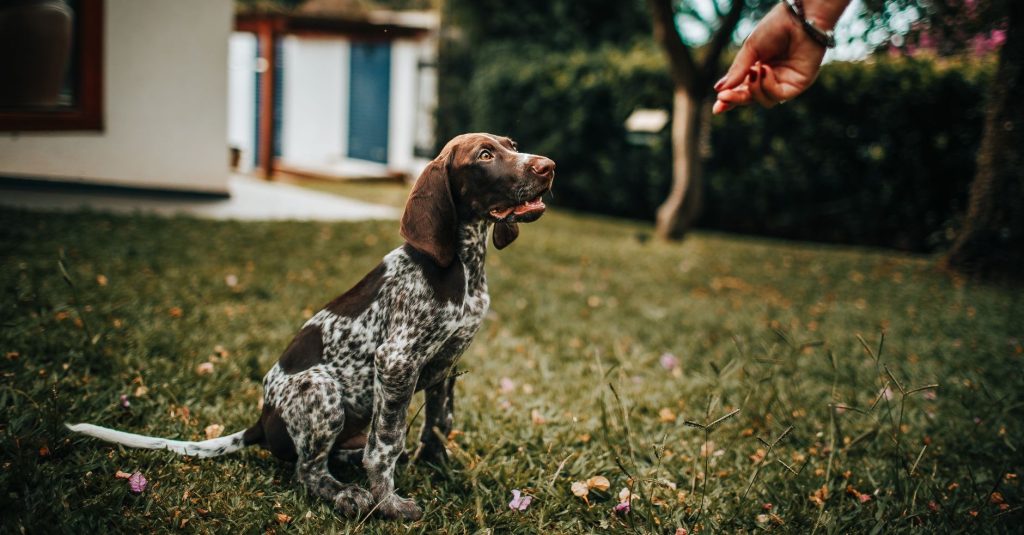 owner giving a dog a treat